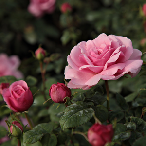 Rosa  Fluffy Ruffles - różowy  - róże rabatowe floribunda